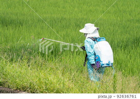 田んぼのあぜに除草剤を撒く人 田んぼのあぜに除草剤を撒く人 92636761