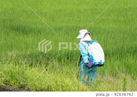田んぼのあぜに除草剤を撒く人 田んぼのあぜに除草剤を撒く人 92636762