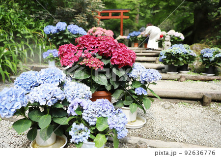 岡寺 奈良県 岡寺 奈良県 92636776