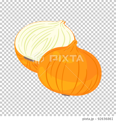 蔬菜插圖洋蔥及其橫截面 92636861