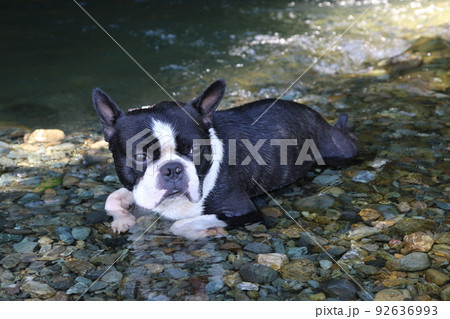 川遊びの人気スポット埼玉県ときがわ町の都幾川に入って気持ち良さそうな可愛いボストンテリアのマイティ君 92636993