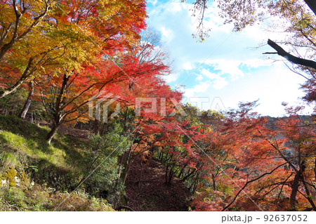 京都「八瀬もみじの小径」紅葉と青空と雲と～叡山ケーブル八瀬駅付近 92637052