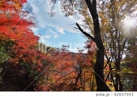 京都「八瀬もみじの小径」比叡山麓の陽射しの陰影に紅葉が彩りを刻む 京都「八瀬もみじの小径」比叡山麓の陽射しの陰影に紅葉が彩りを刻む 92637053