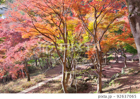 京都「八瀬もみじの小径」~比叡山麓の紅葉の彩り 京都「八瀬もみじの小径」~比叡山麓の紅葉の彩り 92637065