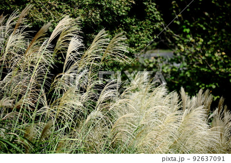 日本の秋を象徴する花 日本の秋を象徴する花 92637091