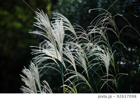 日本の秋を象徴する花 日本の秋を象徴する花 92637098