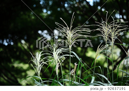 日本の秋を象徴する花 日本の秋を象徴する花 92637191