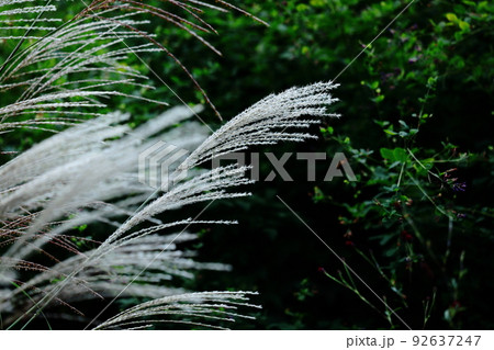 日本の秋を象徴する花 日本の秋を象徴する花 92637247