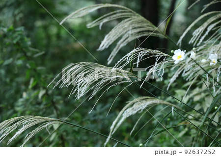 日本の秋を象徴する花 92637252