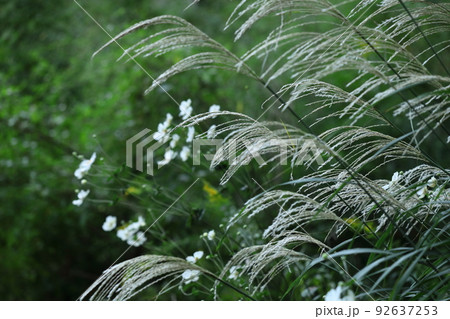 日本の秋を象徴する花 日本の秋を象徴する花 92637253