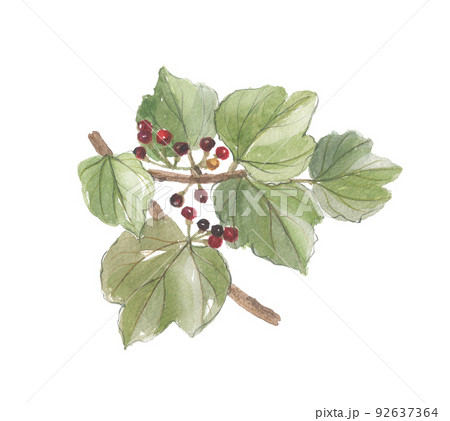 ダンコウバイ 檀香梅 葉と実 ダンコウバイ 檀香梅 葉と実 92637364