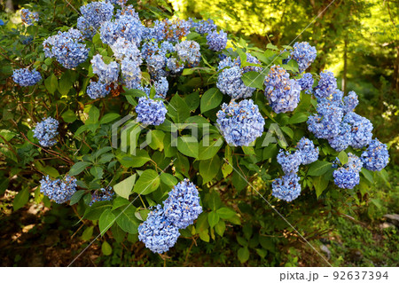 板取村 岐阜県関市 板取村 岐阜県関市 92637394