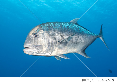 ロウニンアジ ロウニンアジ 92637519