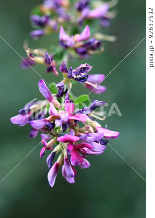 中秋の名月に供える花 中秋の名月に供える花 92637532