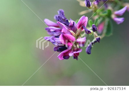 中秋の名月に供える花 92637534