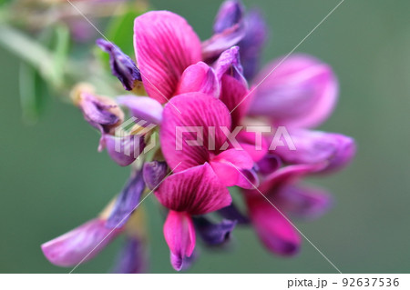 中秋の名月に供える花 92637536
