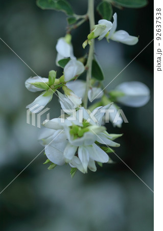 中秋の名月に供える花 92637538