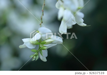 中秋の名月に供える花 中秋の名月に供える花 92637539