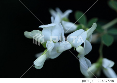 中秋の名月に供える花 中秋の名月に供える花 92637540