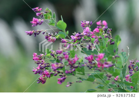 中秋の名月に供える花 中秋の名月に供える花 92637582