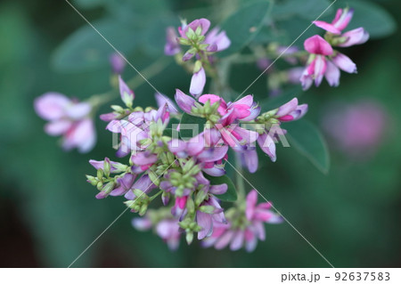 中秋の名月に供える花 92637583