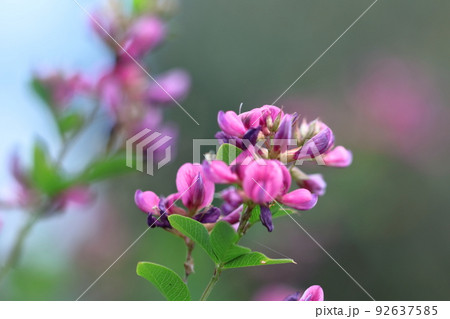 中秋の名月に供える花 92637585
