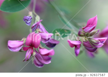 中秋の名月に供える花 中秋の名月に供える花 92637587