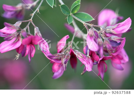 中秋の名月に供える花 92637588
