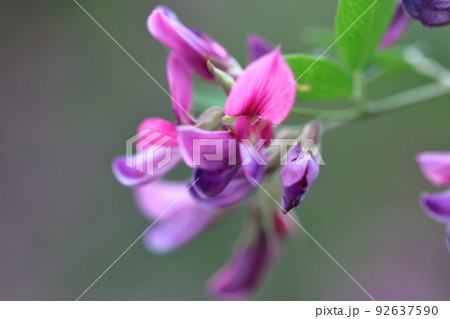 中秋の名月に供える花 92637590