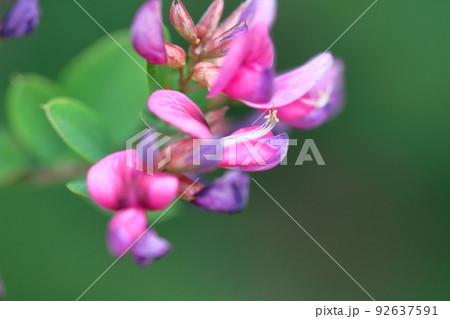 中秋の名月に供える花 92637591