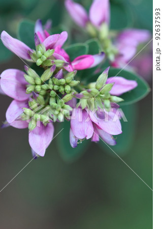 中秋の名月に供える花 中秋の名月に供える花 92637593