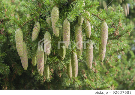 A branch of a Hoopsie spruce with a cone. Background for Christmas banners and postcards 92637685