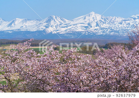 上富良野町 深山峠 満開の桜 5月 （春の北海道・道北観光） 92637979