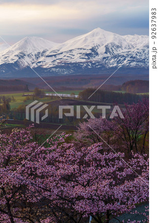 上富良野町 深山峠 満開の桜 5月 (春の北海道・道北観光) 上富良野町 深山峠 満開の桜 5月 (春の北海道・道北観光) 92637983