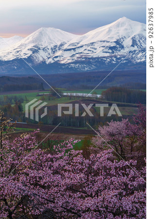 上富良野町 深山峠 満開の桜 5月 (春の北海道・道北観光) 上富良野町 深山峠 満開の桜 5月 (春の北海道・道北観光) 92637985