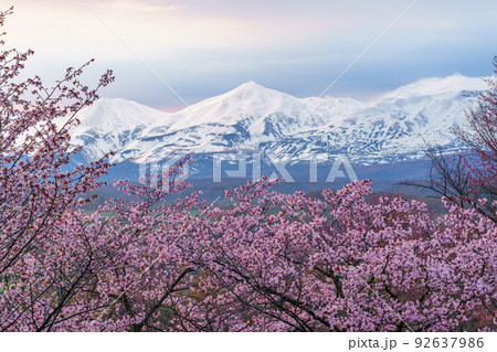 上富良野町 深山峠 満開の桜 5月 （春の北海道・道北観光） 92637986