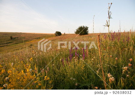 medicinal herbs with yellow flowers Hypericum, herb or shrub with characteristic yellow five-petal flowers and paired oval leaves, used in medicinal preparations for the treatment of various disorders 92638032