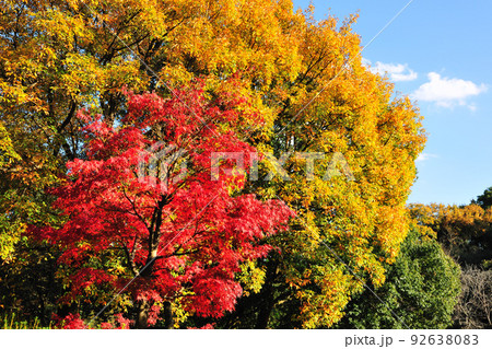 東公園の紅葉 92638083