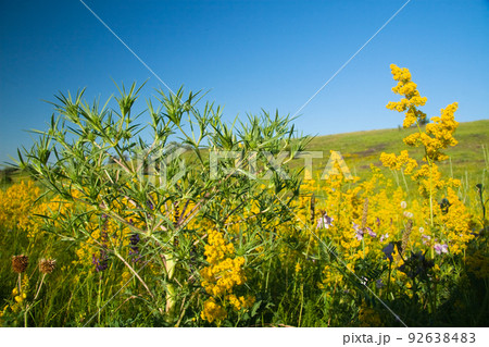 medicinal herbs with yellow flowers Hypericum, herb or shrub with characteristic yellow five-petal flowers and paired oval leaves, used in medicinal preparations for the treatment of various disorders 92638483