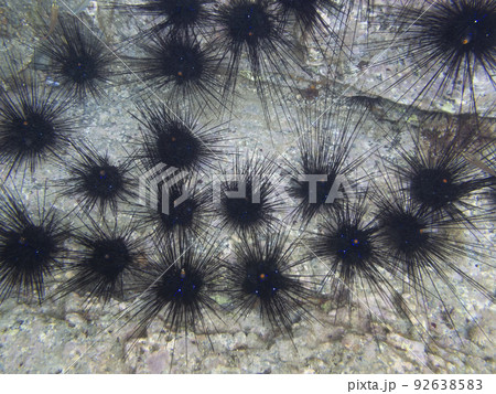 ガンガゼ ガンガゼ 92638583