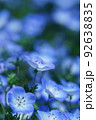 青の妖精ネモフィラ 92638835