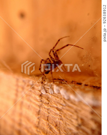 House spider close-up on the background of a wooden plank House spider close-up on the background of a wooden plank 92638912