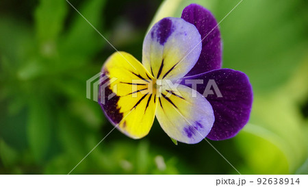 Violet tricolor blooming in the garden close-up Violet tricolor blooming in the garden close-up 92638914