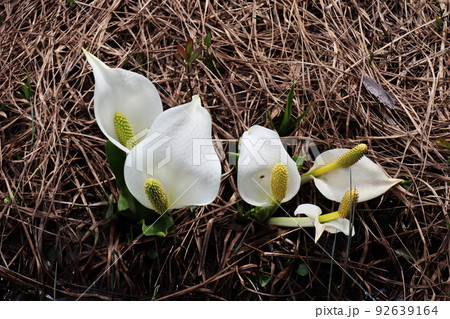 尾瀬の水芭蕉 尾瀬の水芭蕉 92639164
