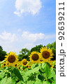 青空の下、元気に咲き誇るヒマワリ 92639211