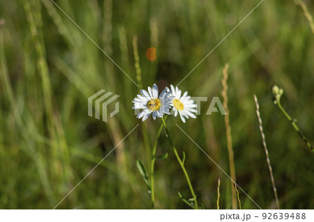 Two wild chamomile flowers on a green natural background. Selective focus, blurred background. High quality photo 92639488