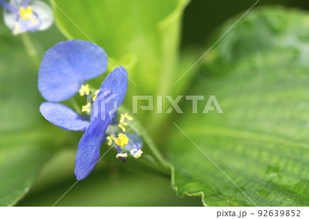 夏の野に咲く小さい青紫色のマルバツユクサの花 92639852