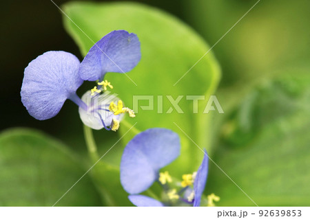 夏の野に咲く小さい青紫色のマルバツユクサの花 92639853