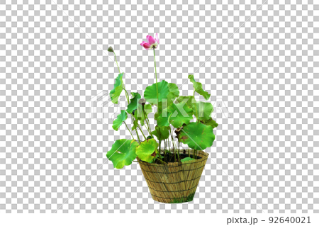 蓮花花盆,荷花 蓮花花盆,荷花 92640021
