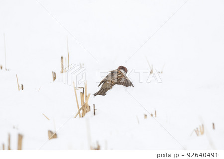 【スズメ】雪浴びをする雀 92640491